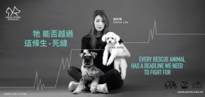JCD-PAWS UNITED_12s